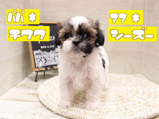 大阪府のハーフ犬・ミックス犬 (アミーゴ箕面店/2024年3月23日生まれ/女の子/ホワイトゴールド)の子犬
