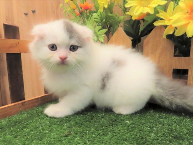 兵庫県のスコティッシュフォールド (アミーゴ伊丹店/2024年3月28日生まれ/男の子/ブルーホワイト)の子猫