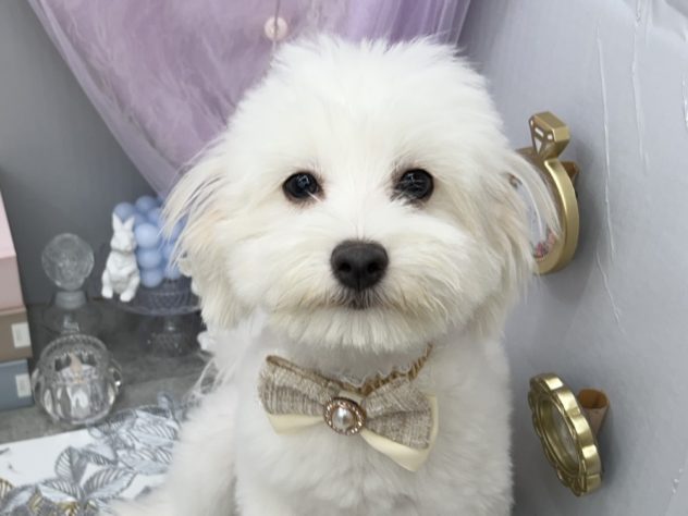 岡山県のハーフ犬・ミックス犬 (アミーゴ高屋店/2023年12月10日生まれ/女の子/ホワイト)の子犬