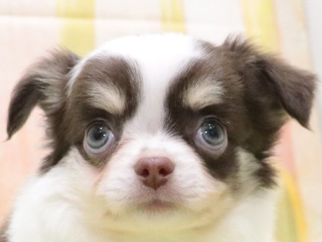 大阪府のチワワ(ロング) (アミーゴ鳳店/2024年4月10日生まれ/男の子/チョコレートクリームホワイト)の子犬