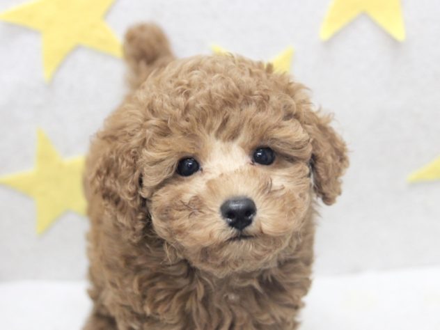 愛媛県のトイプードル(トイ) (アミーゴ新居浜店/2024年4月11日生まれ/男の子/レッド)の子犬