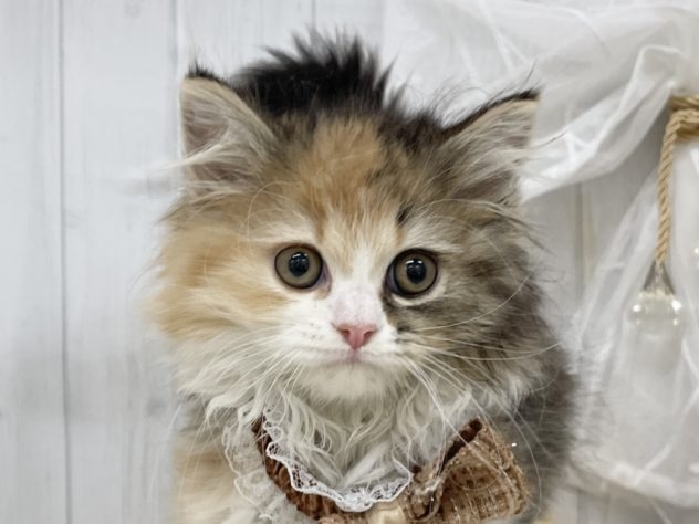 香川県のラガマフィン (アミーゴ屋島店/2024年4月2日生まれ/女の子/ブラウン)の子猫