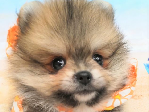 和歌山県のポメラニアン (アミーゴ和歌山太田店/2024年4月5日生まれ/男の子/オレンジ)の子犬