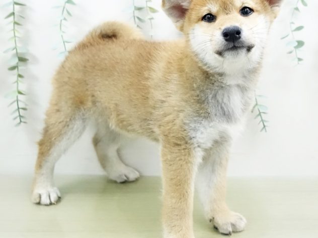 神奈川県の柴犬(標準サイズ) (アミーゴ藤沢店/2024年4月5日生まれ/男の子/赤)の子犬