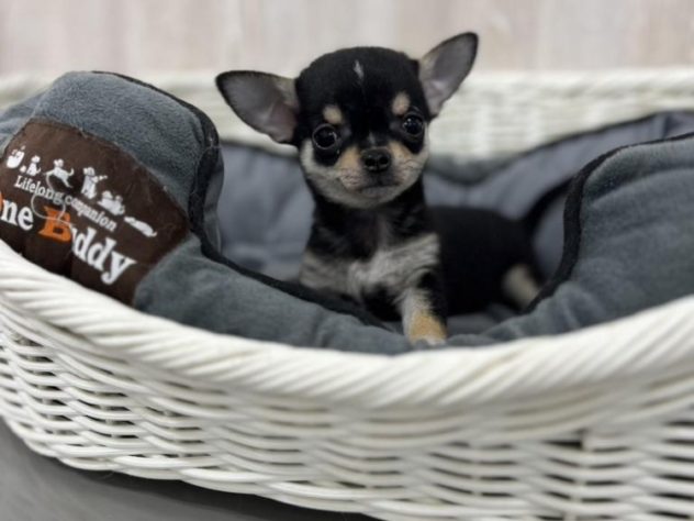 埼玉県のハーフ犬・ミックス犬 (アミーゴ吹上店/2024年1月27日生まれ/女の子/ブラックタンホワイト)の子犬