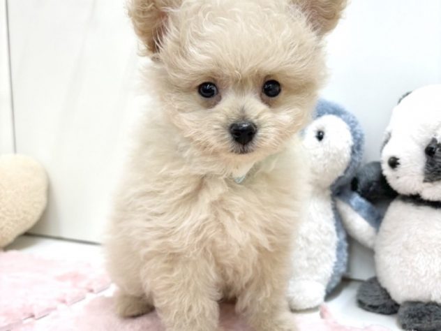 富山県のハーフ犬・ミックス犬 (アミーゴ富山山室店/2024年2月8日生まれ/男の子/クリーム)の子犬