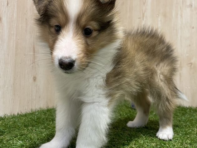 茨城県のシェットランドシープドッグ (アミーゴ神栖店/2024年4月11日生まれ/男の子/セーブルホワイト)の子犬