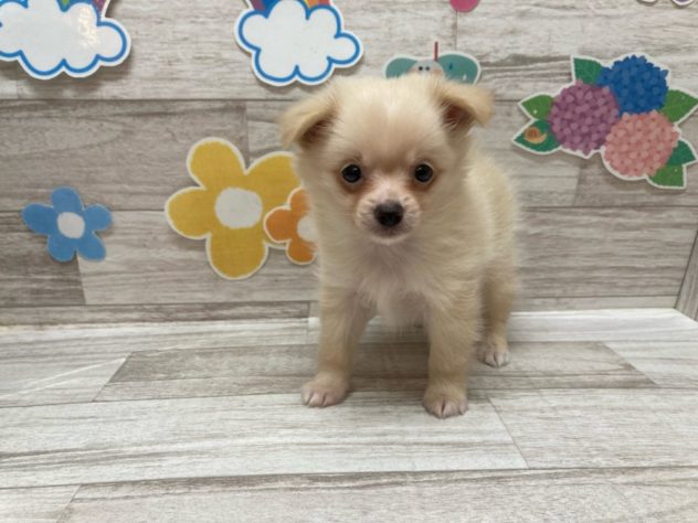 岩手県のハーフ犬・ミックス犬 (アミーゴ一関店/2024年4月11日生まれ/男の子/クリーム)の子犬