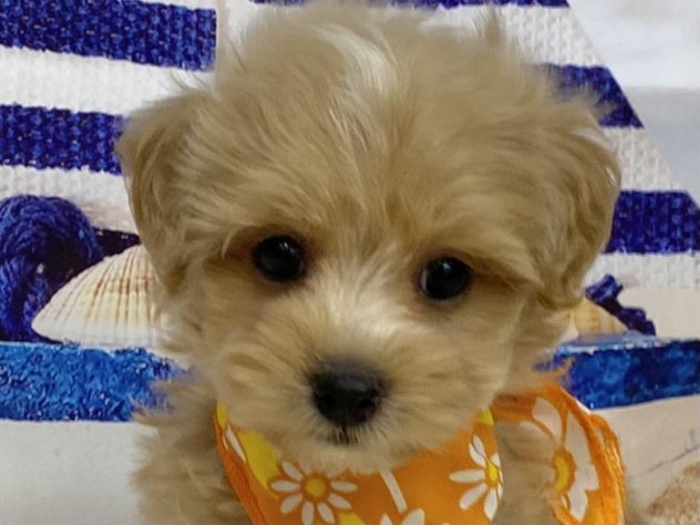 和歌山県のハーフ犬・ミックス犬 (アミーゴ和歌山太田店/2024年4月13日生まれ/男の子/クリーム)の子犬