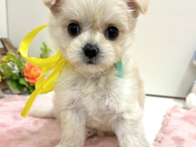 富山県のハーフ犬・ミックス犬 (アミーゴ高岡蓮花寺店/2024年4月15日生まれ/女の子/クリーム)の子犬