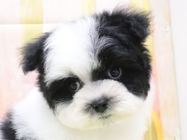 大阪府のハーフ犬・ミックス犬 (アミーゴ鳳店/2024年4月14日生まれ/女の子/ブラックホワイト)の子犬
