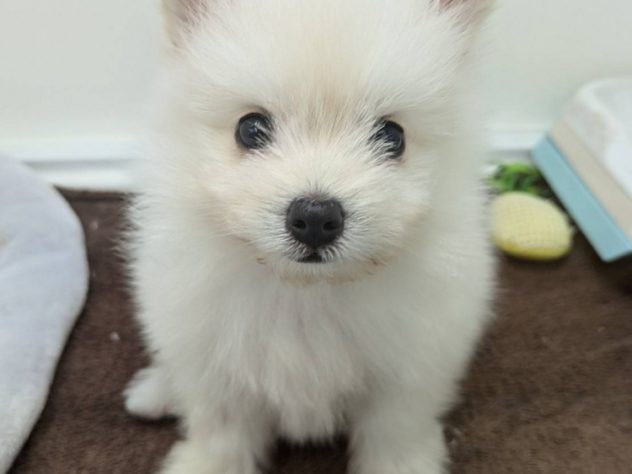 福島県のハーフ犬・ミックス犬 (アミーゴ福島南店/2024年4月2日生まれ/男の子/ホワイト)の子犬