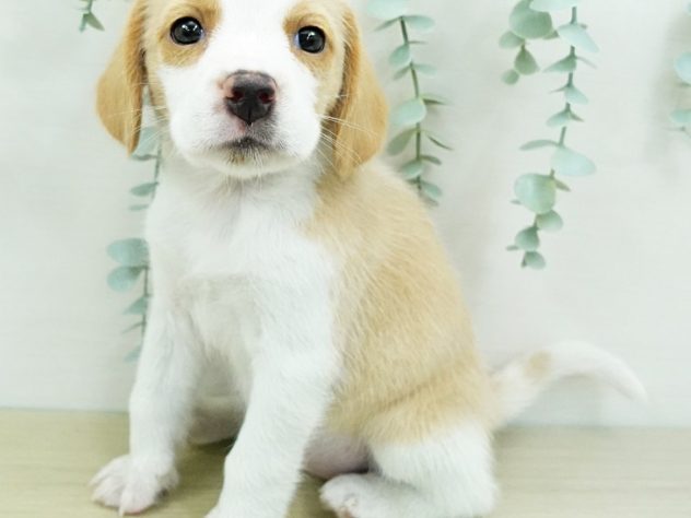長野県のビーグル (アミーゴ長野篠ノ井店/2024年3月10日生まれ/女の子/レモンホワイト)の子犬