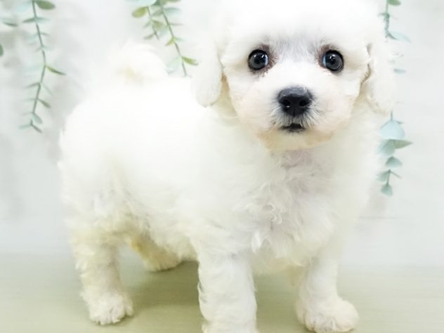 長野県のビションフリーゼ (アミーゴ長野篠ノ井店/2024年4月8日生まれ/男の子/ホワイト)の子犬
