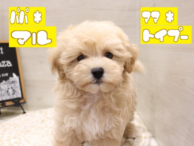 大阪府のハーフ犬・ミックス犬 (アミーゴ箕面店/2024年4月23日生まれ/男の子/クリーム)の子犬