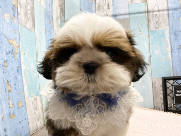 岡山県のシーズー (アミーゴ岡南店/2024年4月3日生まれ/男の子/ホワイトゴールド)の子犬