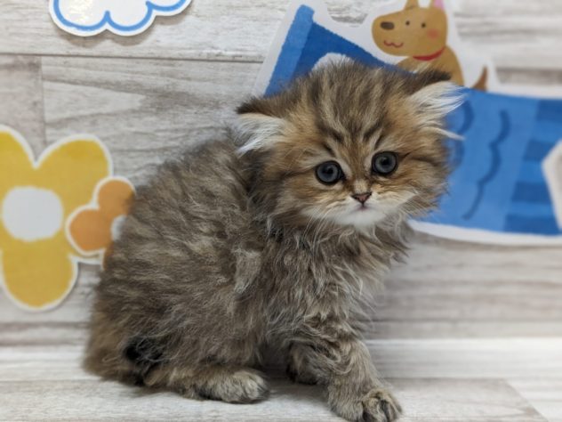 岩手県のペルシャ (アミーゴ一関店/2024年2月28日生まれ/女の子/チンチラゴールデン)の子猫
