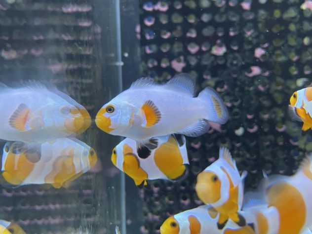 海水魚 クマノミ 国産ブリード プラチナオセラリス 幼魚 1匹 ±3-3.5cm サンプル画像 生体(海水魚)｜売買されたオークション情報、yahooの商品情報をアーカイブ公開  - オークファン - ペット、生き物（carnelly.com）