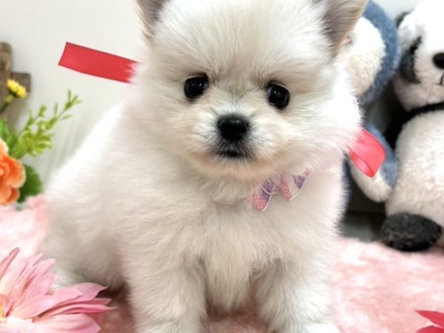 富山県のハーフ犬・ミックス犬 (アミーゴ高岡蓮花寺店/2024年4月17日生まれ/女の子/ホワイト)の子犬