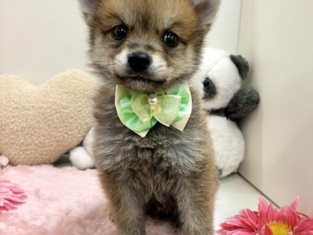 富山県のハーフ犬・ミックス犬 (アミーゴ高岡蓮花寺店/2024年4月22日生まれ/男の子/赤)の子犬