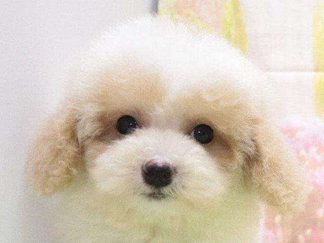 大阪府のハーフ犬・ミックス犬 (アミーゴ鳳店/2024年4月23日生まれ/男の子/レッドホワイト)の子犬