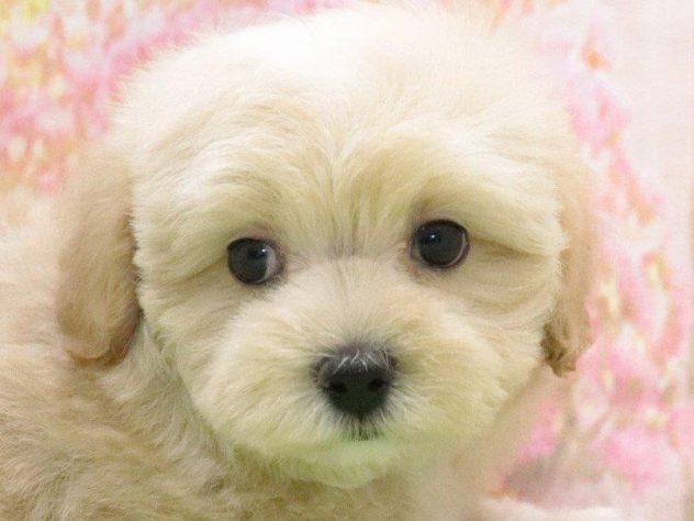 大阪府のハーフ犬・ミックス犬 (アミーゴ鳳店/2024年4月23日生まれ/男の子/クリームホワイト)の子犬