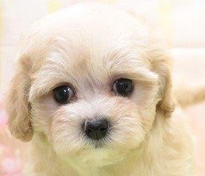 大阪府のハーフ犬・ミックス犬 (アミーゴ鳳店/2024年4月25日生まれ/女の子/クリーム)の子犬