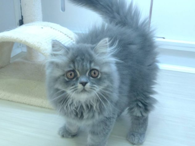 山形県のミヌエット (アミーゴ米沢店/2024年3月10日生まれ/男の子/ブルータビー)の子猫