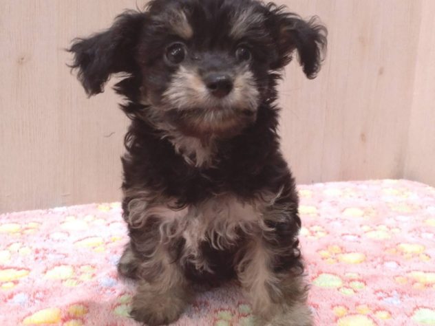 山形県のハーフ犬・ミックス犬 (アミーゴ米沢店/2024年4月14日生まれ/男の子/ブラックタン)の子犬