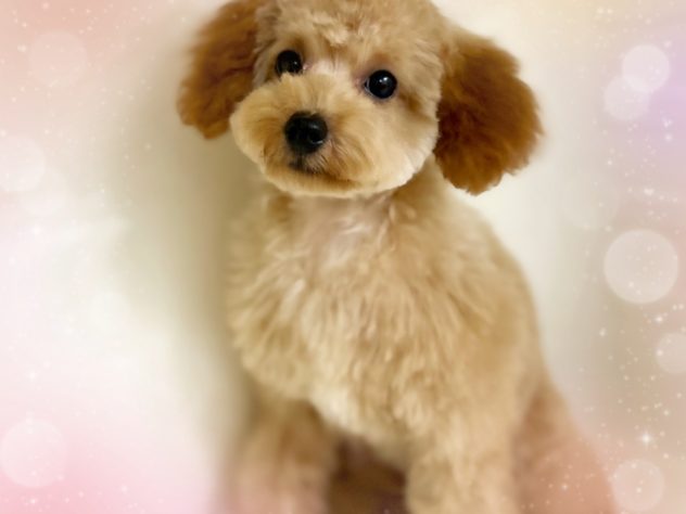 岡山県のトイプードル(トイ) (アミーゴ中庄店/2024年2月17日生まれ/女の子/アプリコット)の子犬