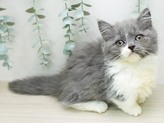 福島県のマンチカン (アミーゴ福島西店/2024年4月3日生まれ/女の子/ブルータビーホワイト)の子猫