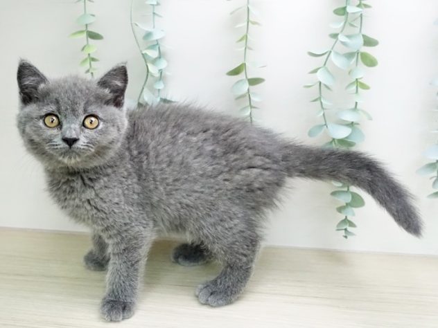 福島県のブリティッシュショートヘアー (アミーゴ福島西店/2024年4月10日生まれ/女の子/ブルー)の子猫