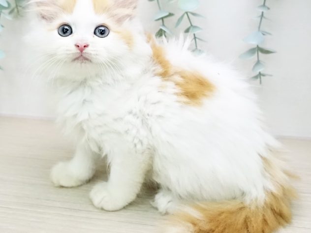 福島県のサイベリアン (アミーゴ福島西店/2024年4月11日生まれ/女の子/レッドタビーホワイト)の子猫