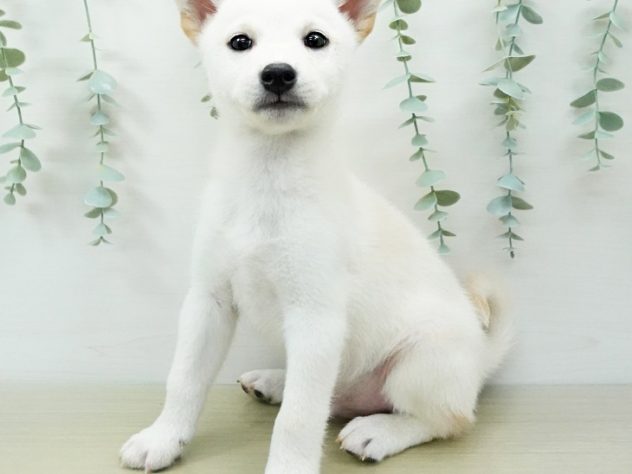 福島県の柴犬(標準サイズ) (アミーゴ福島西店/2024年4月13日生まれ/男の子/白)の子犬