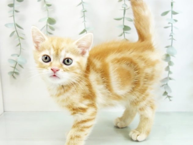 福島県のアメリカンショートヘアー (アミーゴ福島西店/2024年4月8日生まれ/男の子/レッドタビー)の子猫