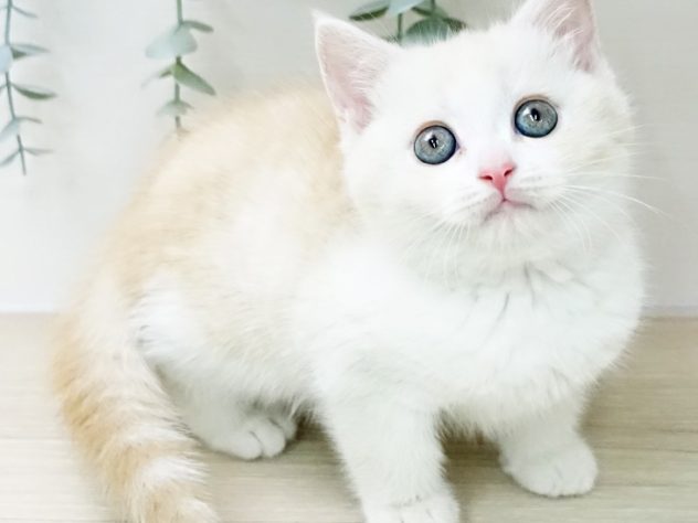 福島県のスコティッシュフォールド (アミーゴ福島西店/2024年4月16日生まれ/女の子/クリームタビーホワイト)の子猫