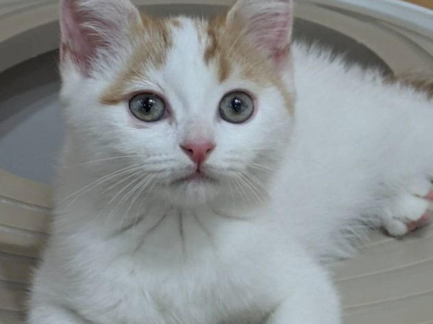 福島県のマンチカン (アミーゴ福島南店/2024年3月29日生まれ/男の子/レッドタビーホワイト)の子猫