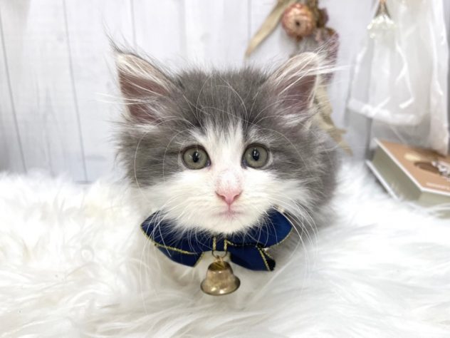 香川県のノルウェージャンフォレストキャット (アミーゴ屋島店/2024年4月6日生まれ/女の子/ブルーホワイト)の子猫