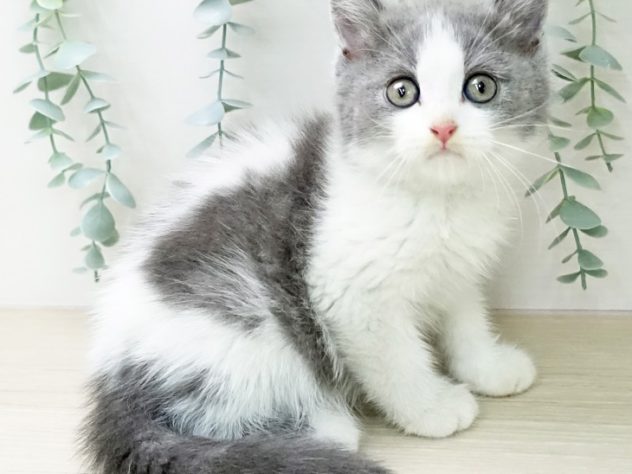 山梨県のスコティッシュフォールド (アミーゴ甲府国母店/2024年4月10日生まれ/男の子/ブルータビーホワイト)の子猫