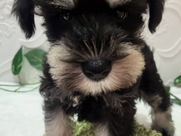 福島県のミニチュアシュナウザー (アミーゴ本宮店/2024年4月22日生まれ/女の子/ブラックシルバー)の子犬