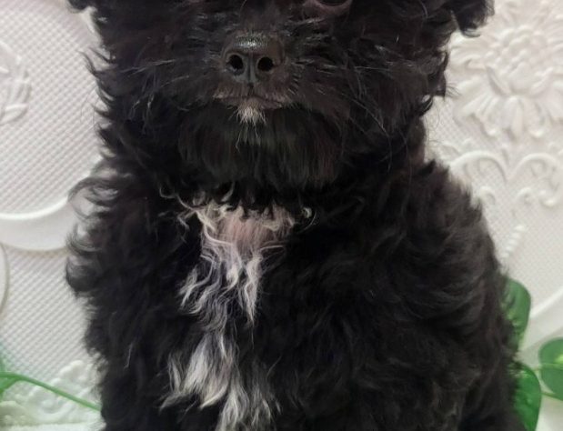 福島県のハーフ犬・ミックス犬 (アミーゴ本宮店/2024年3月13日生まれ/男の子/ブラックホワイト)の子犬