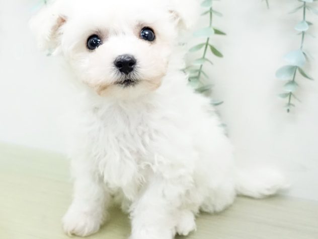 埼玉県のビションフリーゼ (アミーゴ所沢牛沼店/2024年3月7日生まれ/男の子/ホワイト)の子犬