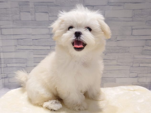 新潟県のハーフ犬・ミックス犬 (アミーゴ新発田店/2024年4月8日生まれ/女の子/クリーム)の子犬