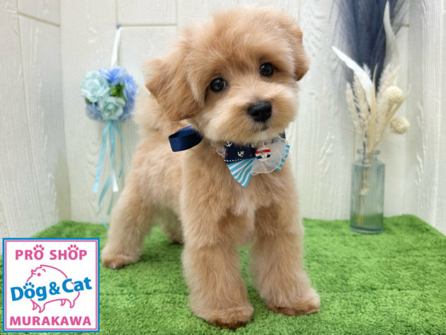 広島県のハーフ犬・ミックス犬 (アミーゴ大町店/2024年3月28日生まれ/男の子/クリーム)の子犬