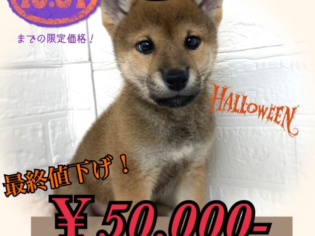 岡山県の柴犬(標準サイズ) (アミーゴ津山店/2024年4月11日生まれ/男の子/赤)の子犬