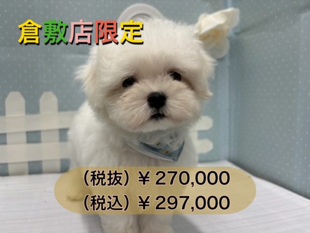 岡山県のマルチーズ (アミーゴ倉敷店/2024年4月9日生まれ/男の子/ホワイト)の子犬