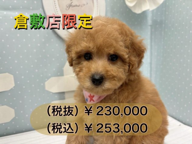 岡山県のトイプードル(トイ) (アミーゴ倉敷店/2024年4月15日生まれ/女の子/アプリコット)の子犬