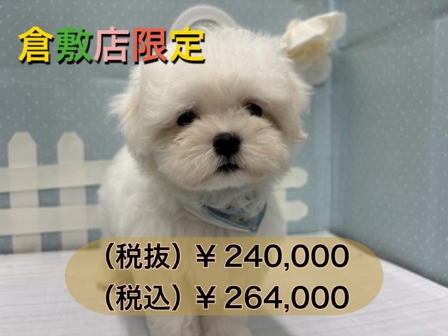 岡山県のマルチーズ (アミーゴ倉敷店/2024年4月9日生まれ/男の子/ホワイト)の子犬