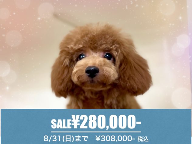 岡山県のトイプードル(トイ) (アミーゴ中庄店/2023年12月21日生まれ/女の子/レッドフォーン)の子犬