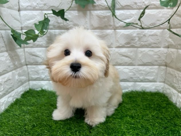 新潟県のハーフ犬・ミックス犬 (アミーゴ紫竹山店/2024年4月4日生まれ/男の子/クリーム)の子犬